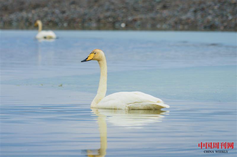 攝圖網_500709854_三門峽白天鵝 丑小鴨 小黑天鵝 水中天鵝（企業商用）.jpg